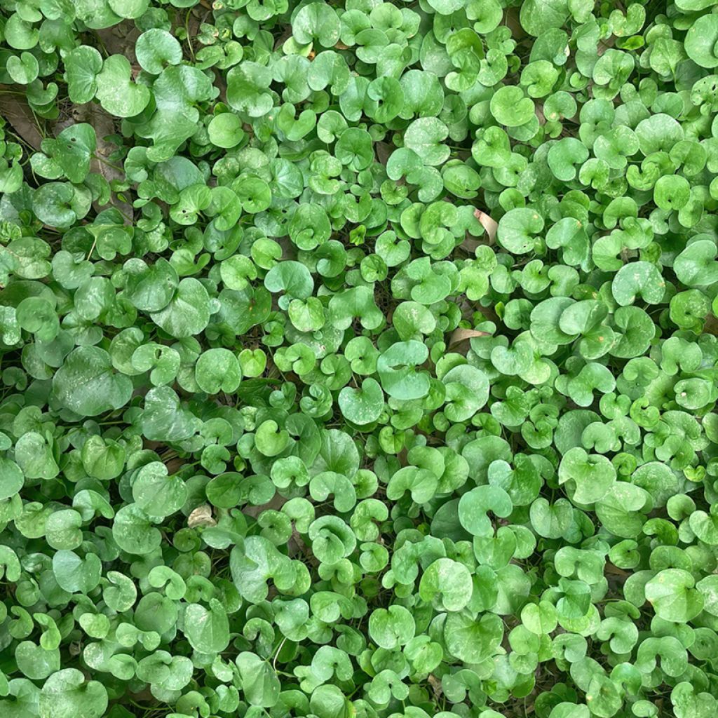 Dichondra TURFLINE (Rasensamen)