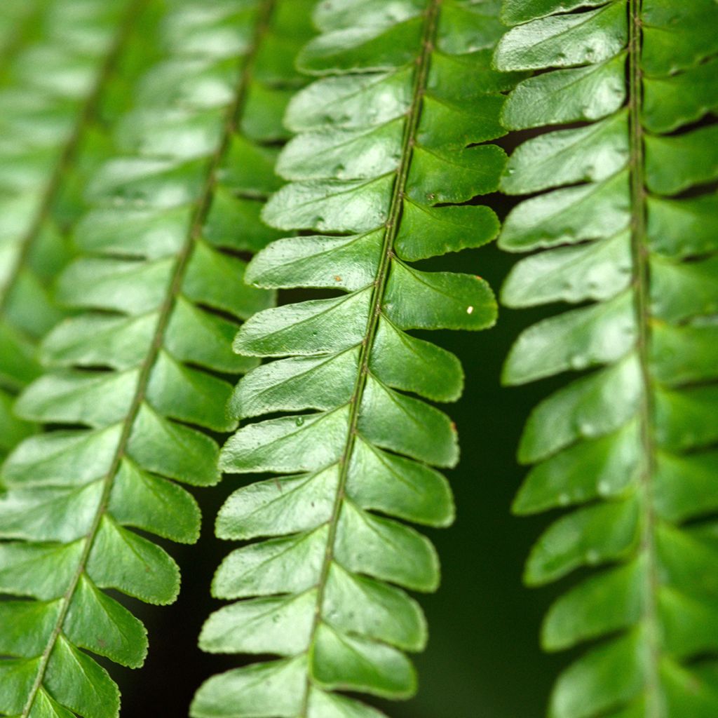 Didymochlaena truncatula - Mahagoni Wurmfarn