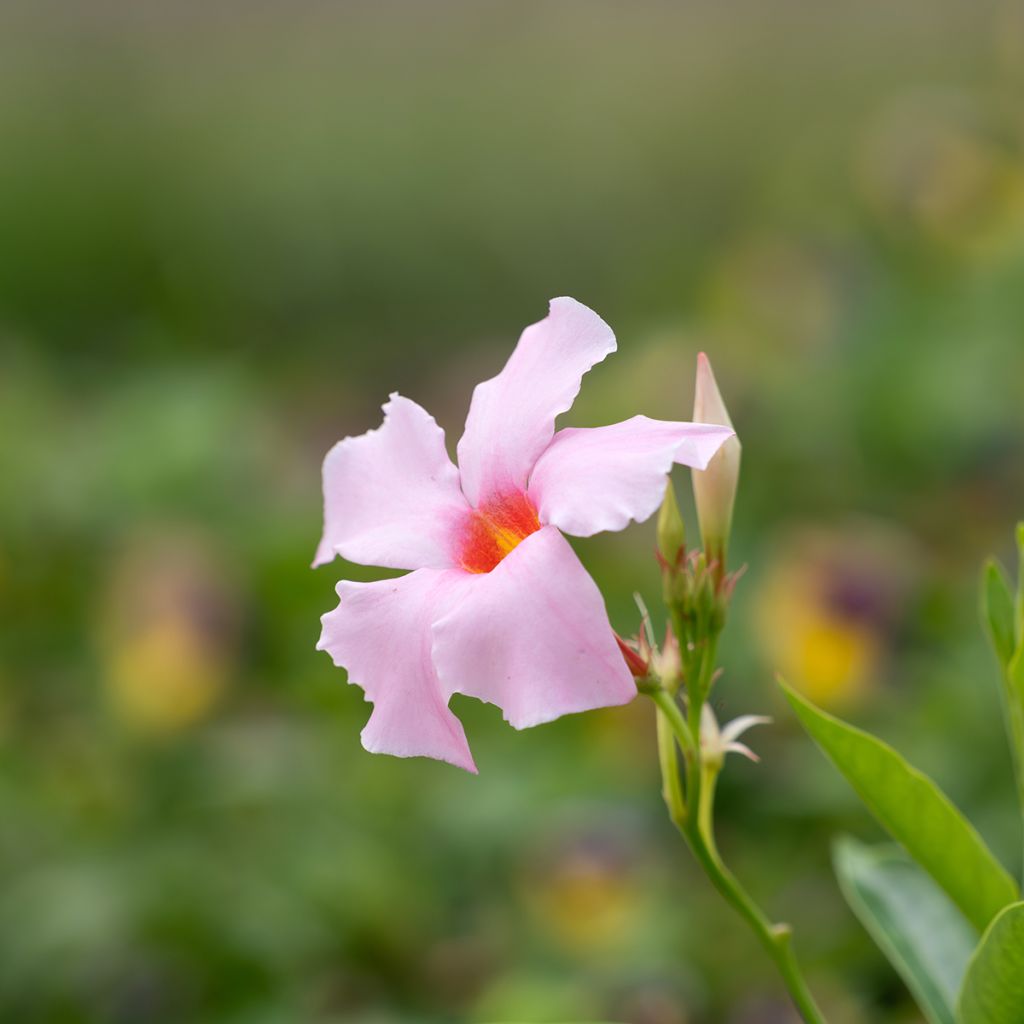 Dipladenia Diamantina Tourmaline Pink - Mandevilla