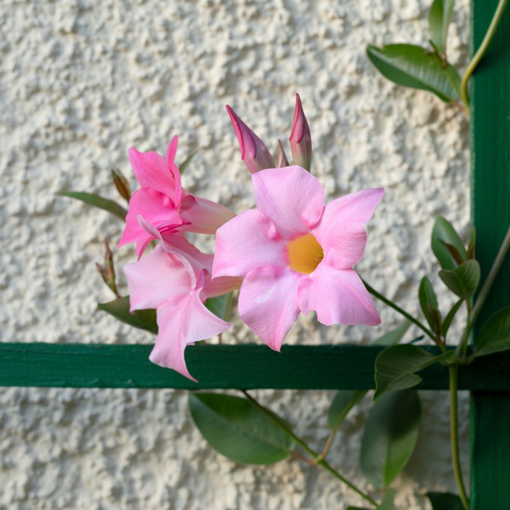 Dipladenia Diamantina Tourmaline Pink - Mandevilla