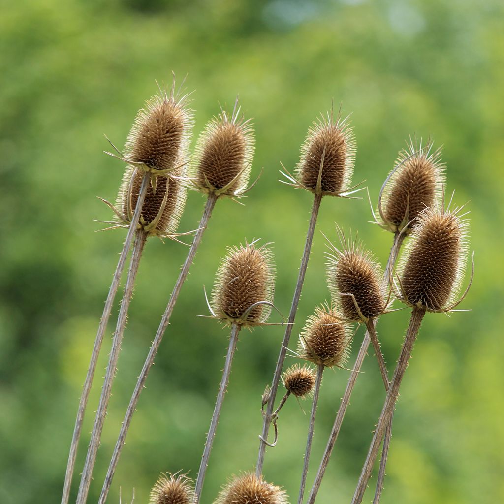 Graines de Cardère sauvage - Dipsacus sylvestris BIO