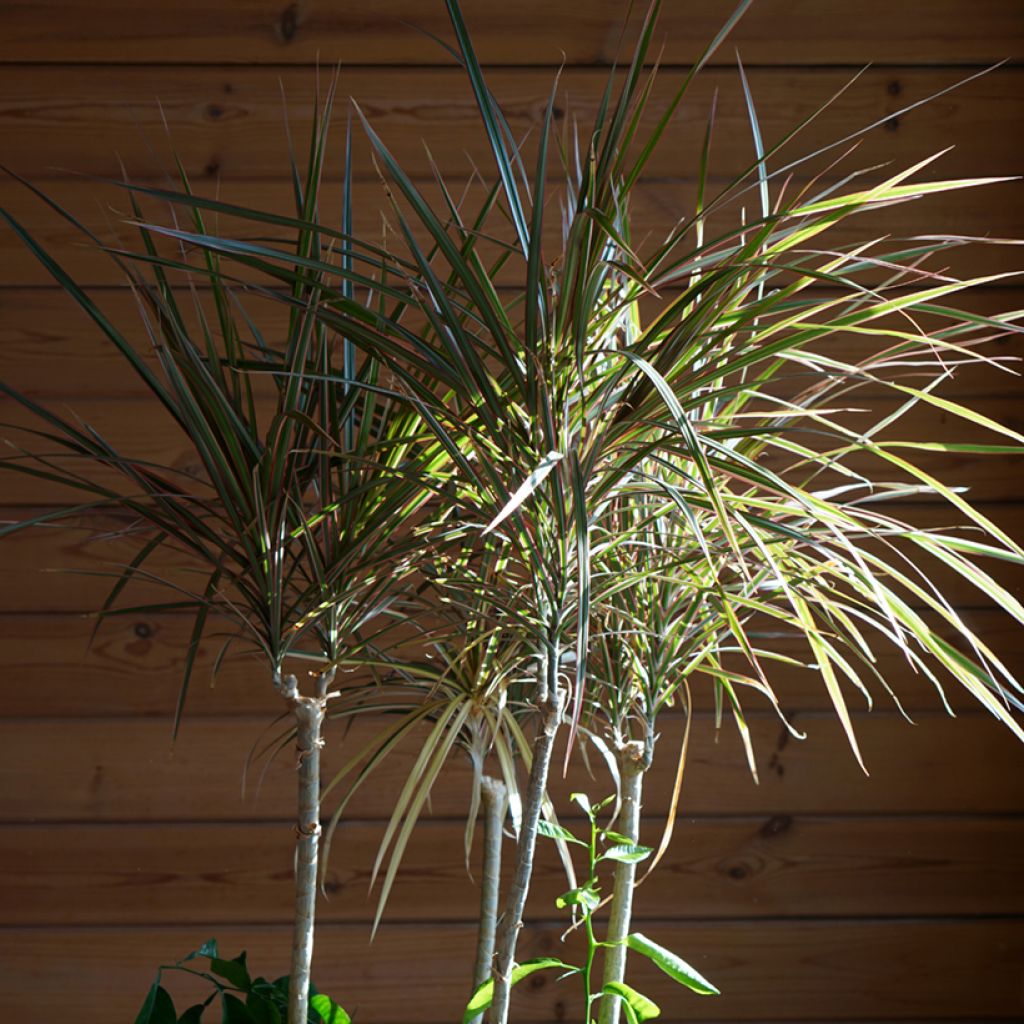 Dracaena Bicolor - Drachenbaum
