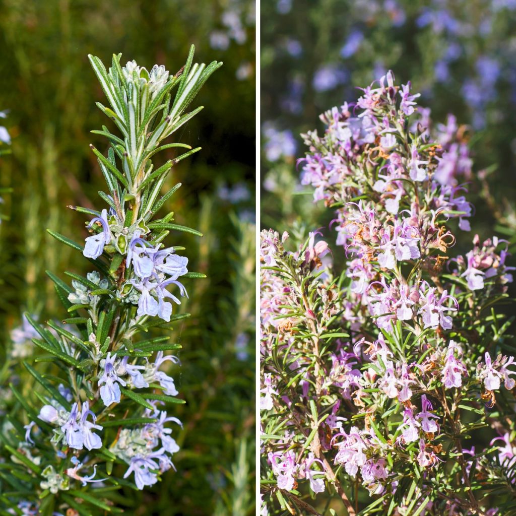 Duo von blauem und weißem Rosmarin