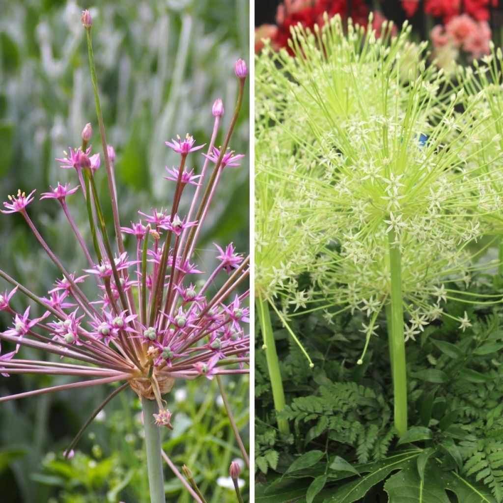 Duo Feuerwerk - Allium schubertii