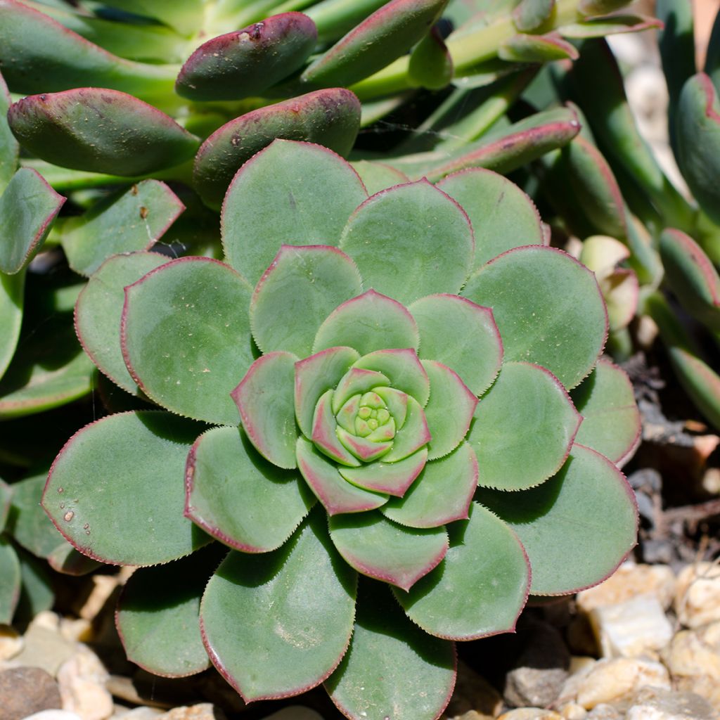 Echeveria Pink Edge