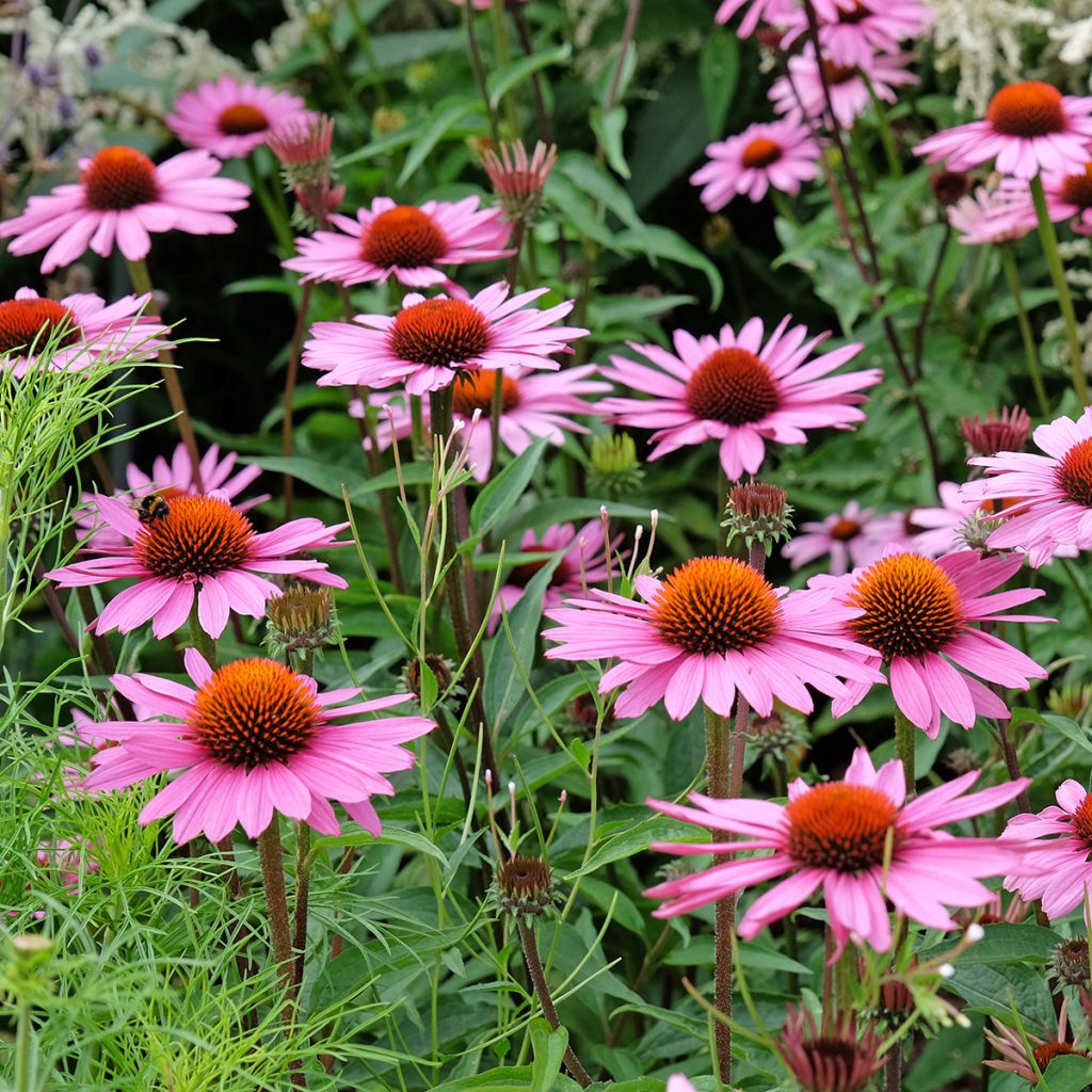 Echinacea purpurea (BIO Samen) - Sonnenhut