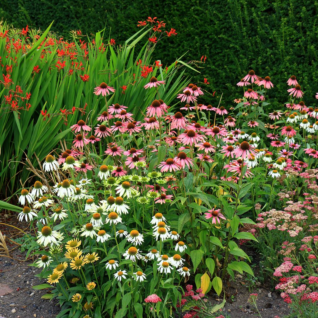 Echinacea purpurea White Swan (BIO Samen) - Sonnenhut