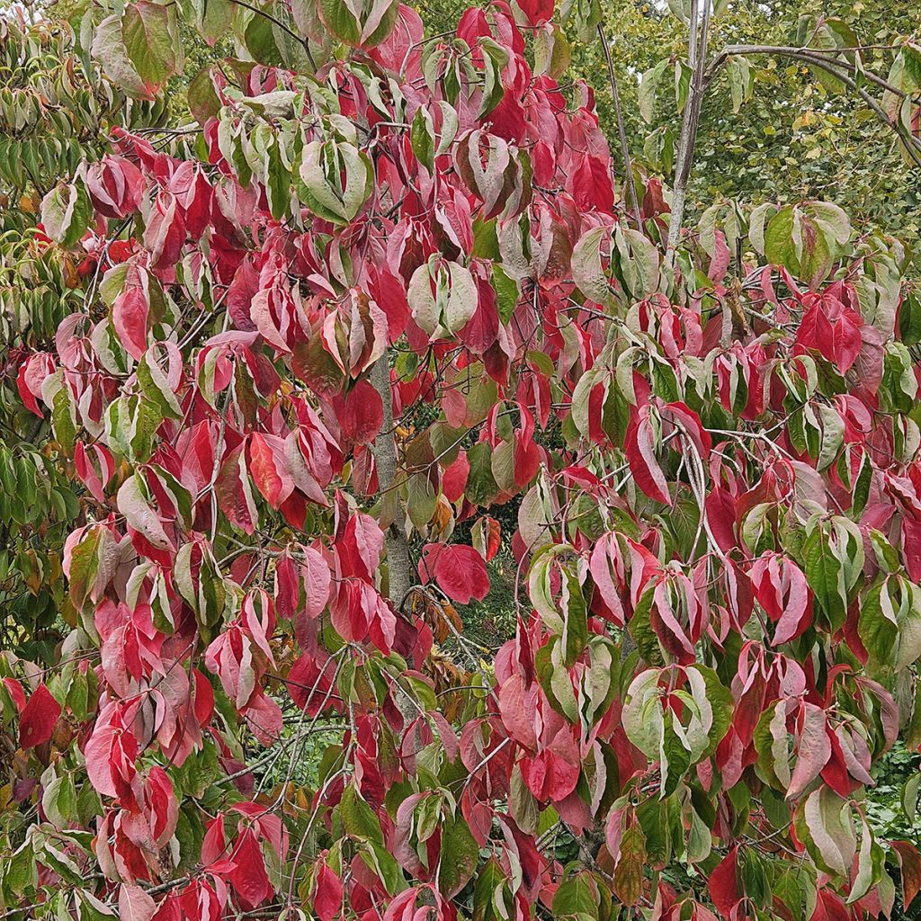 Blüten-Hartriegel Eddie's White Wonder - Cornus