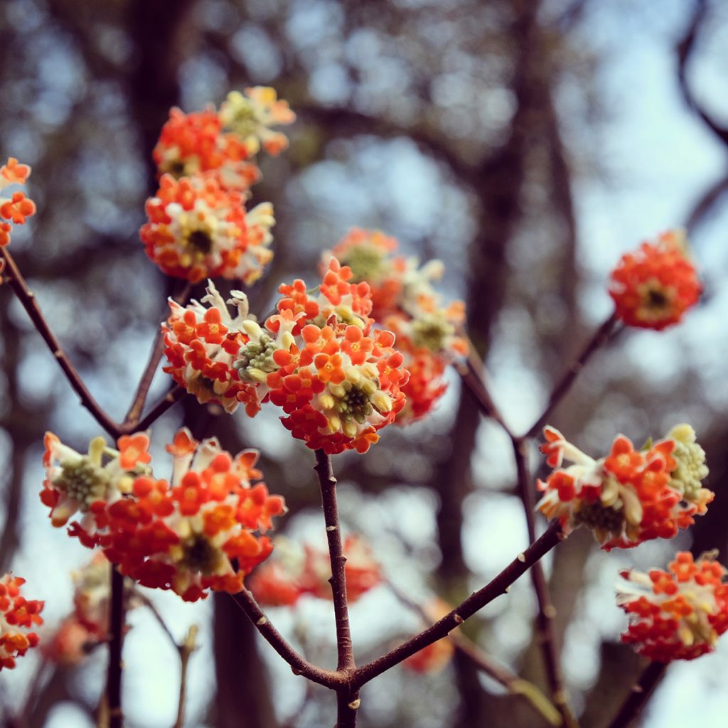 Edgeworthia chrysantha Red Dragon 'Akebono' - Edgeworthie
