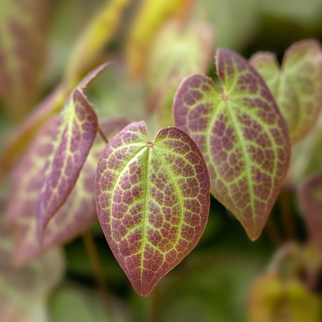 Epimedium versicolor Sulphureum - Vielfarbige Elfenblume