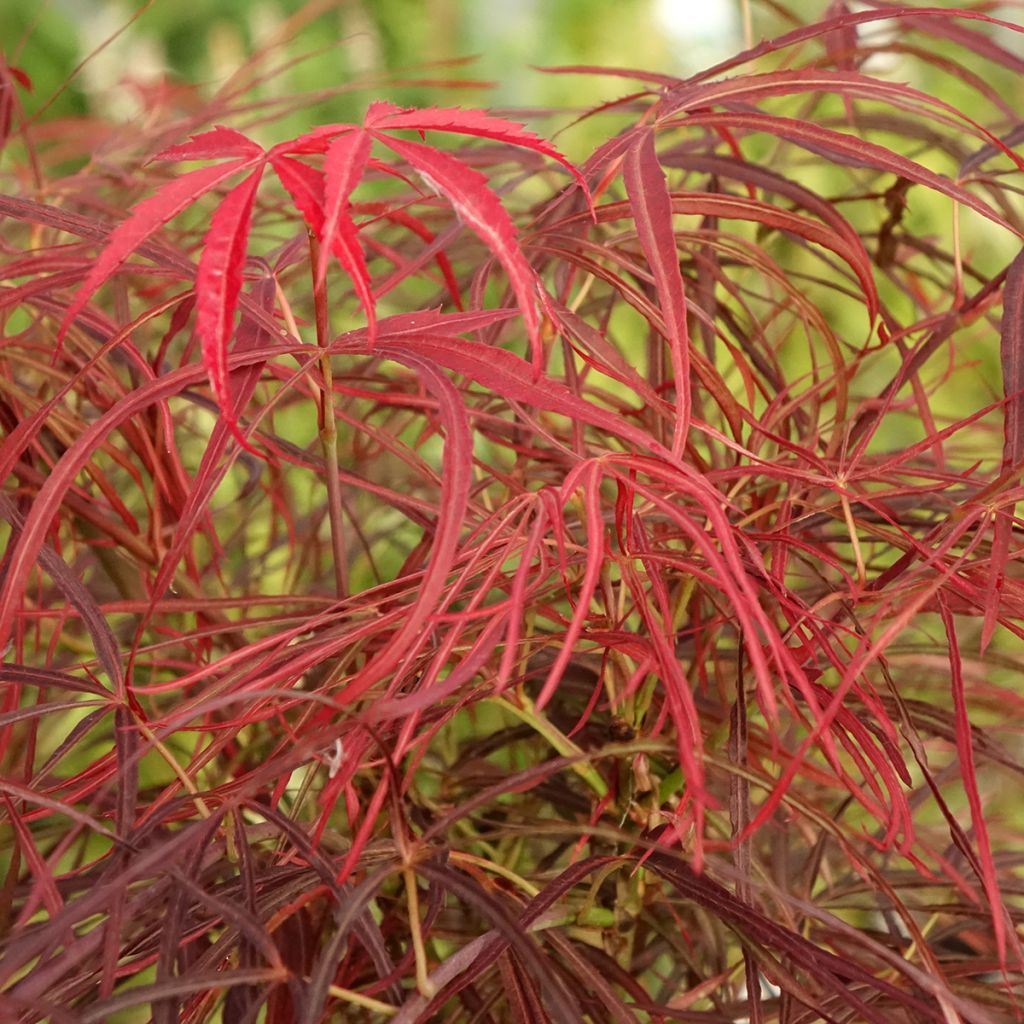 Fächerahorn Red Pygmy - Acer palmatum