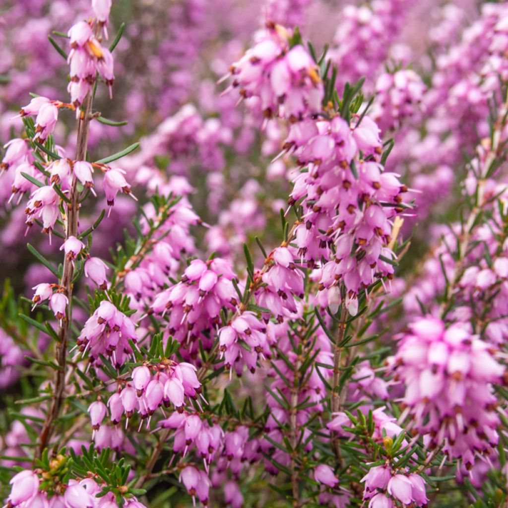 Dichte Glocken-Heide - Erica terminalis