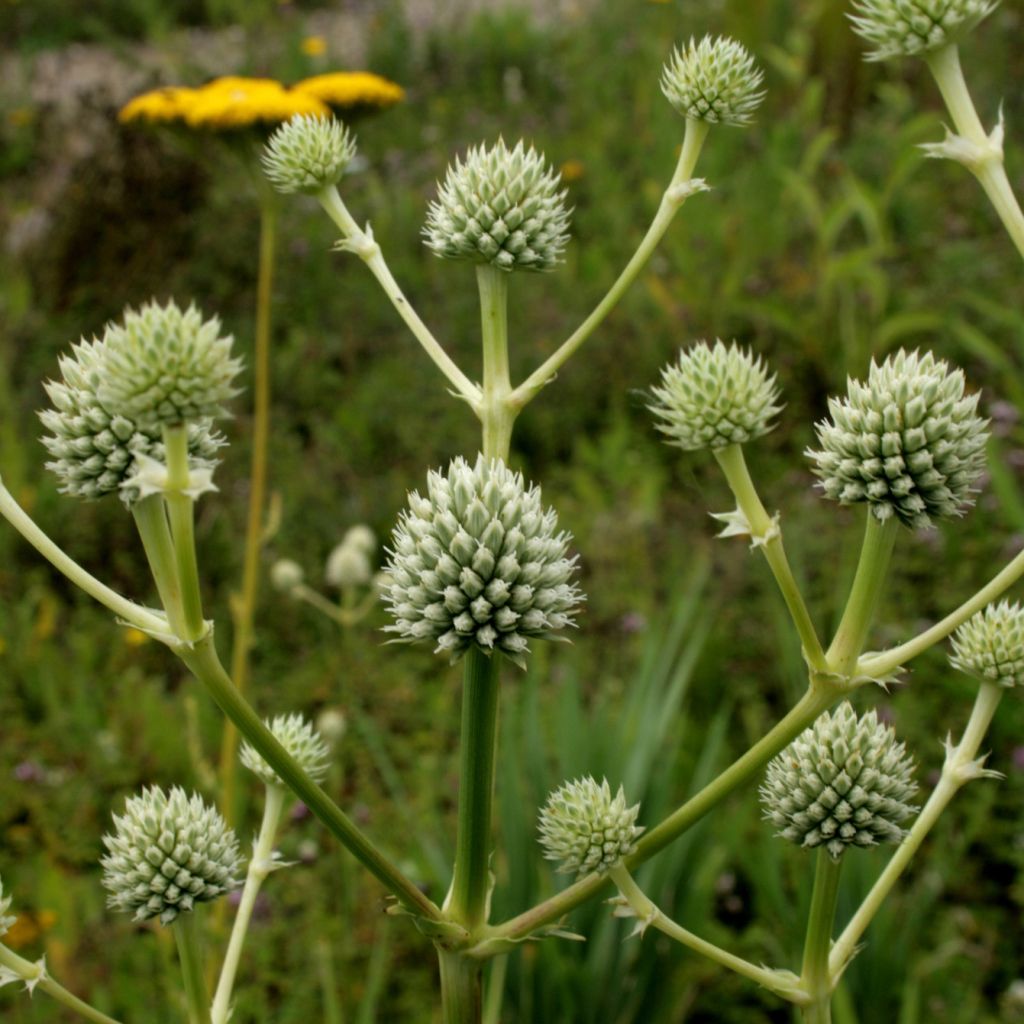 Eryngium serra - Mannstreu