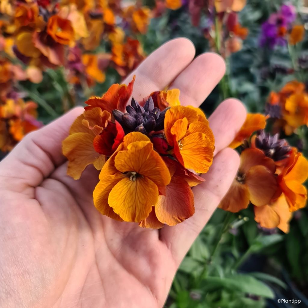 Garten-Goldlack Colour Vibe Orange - Erysimum 