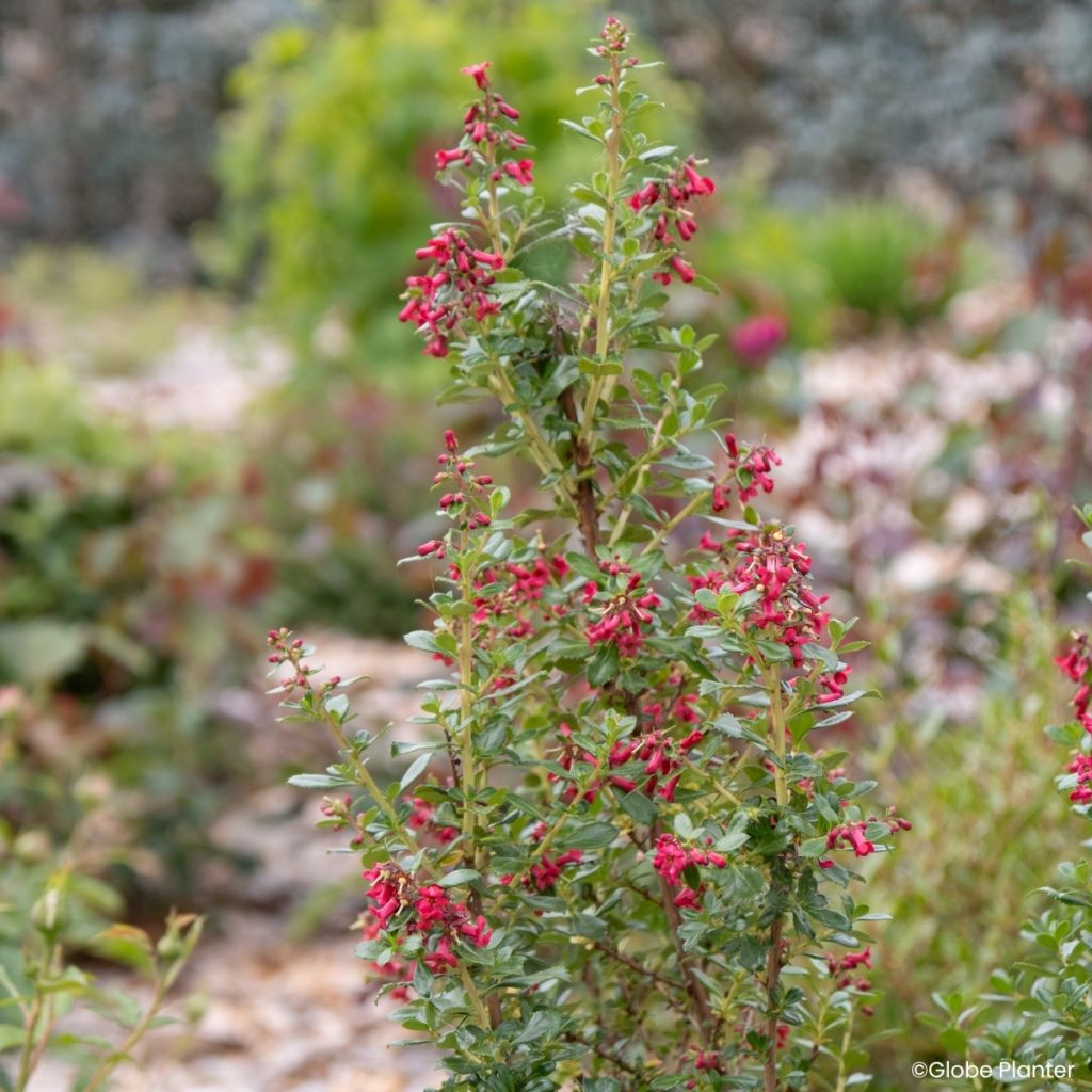 Escallonia rubra Red Tower - Andenstrauch