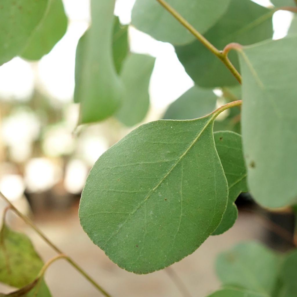 Eucalyptus camphora subsp humeana