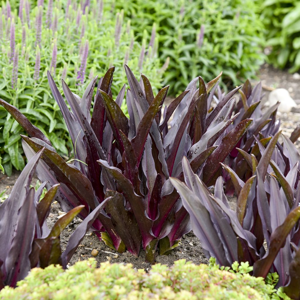 Eucomis Purple Reign - Schopflilie