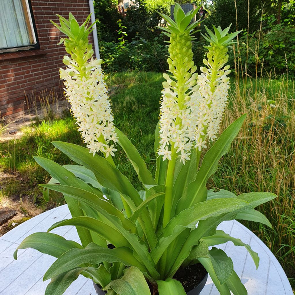 Eucomis comosa Johannesburg - Schopflilie