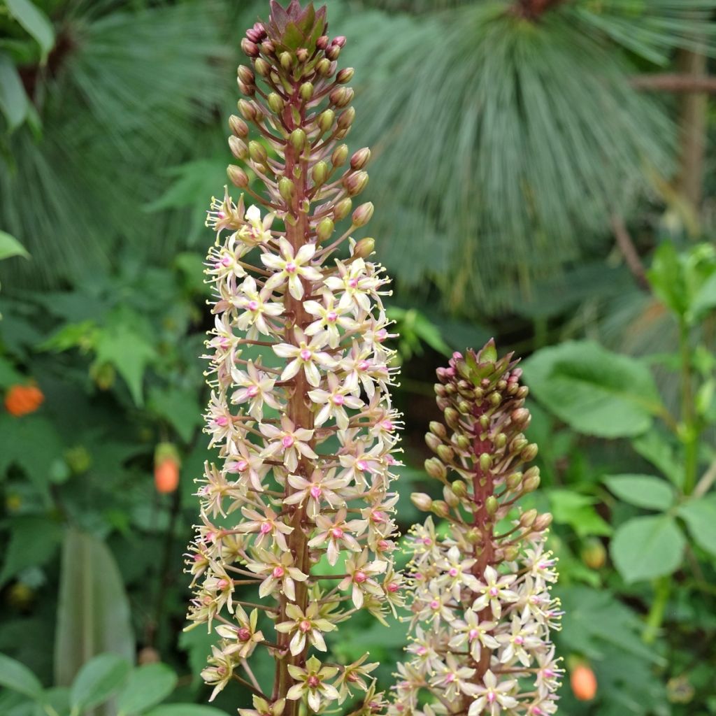 Eucomis comosa Sparkling Burgundy - Schopflilie