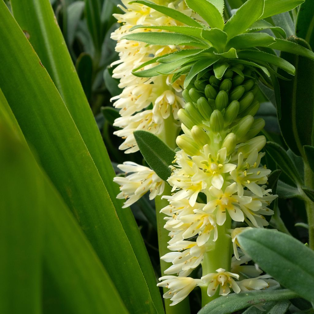 Eucomis comosa Tugela Jade - Schopflilie