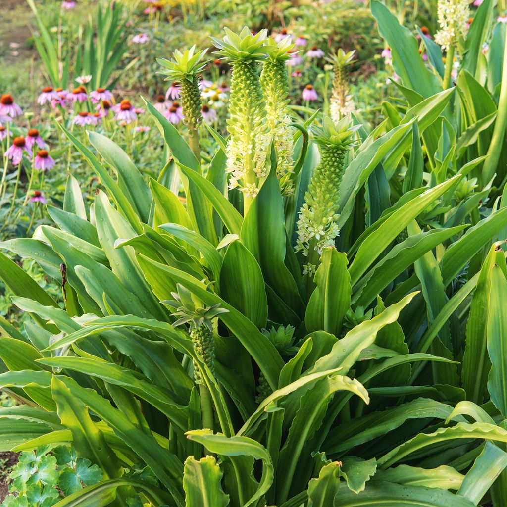 Eucomis comosa Tugela Jade - Schopflilie