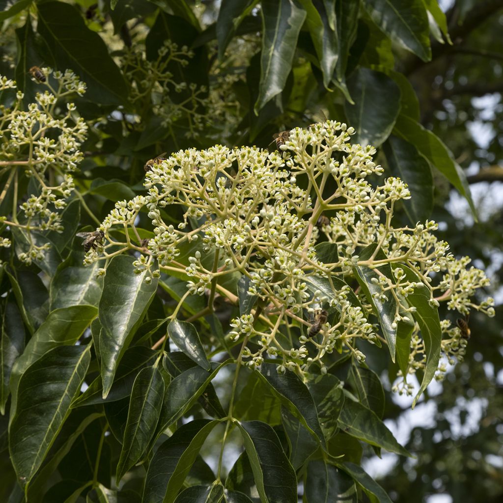 Tetradium daniellii - Bienenbaum