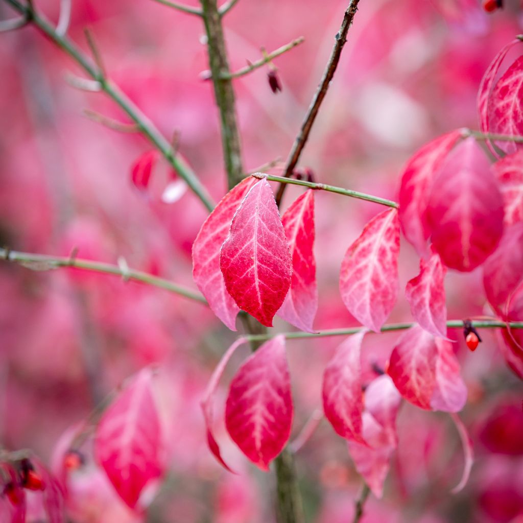 Euonymus alatus - Pfaffenhütchen