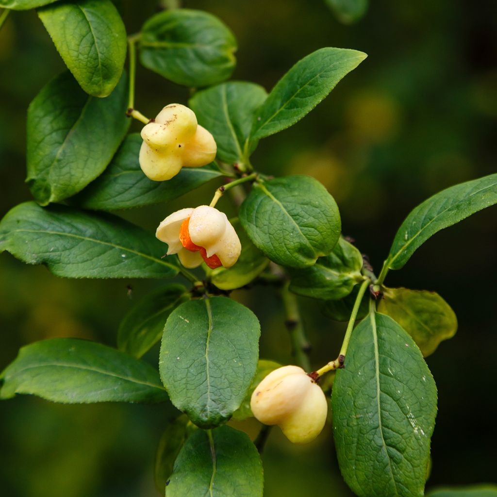 Pfaffenhütchen Albus - Euonymus europaeus