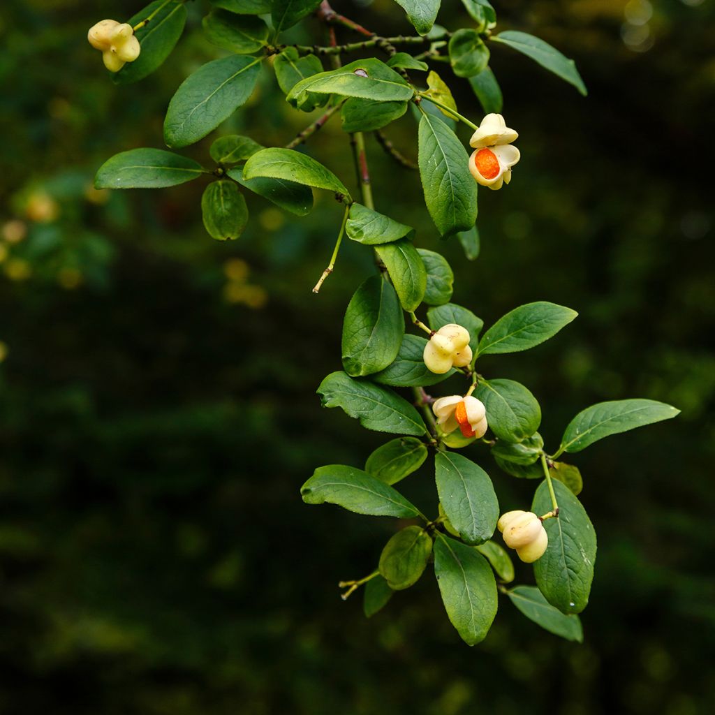 Pfaffenhütchen Albus - Euonymus europaeus
