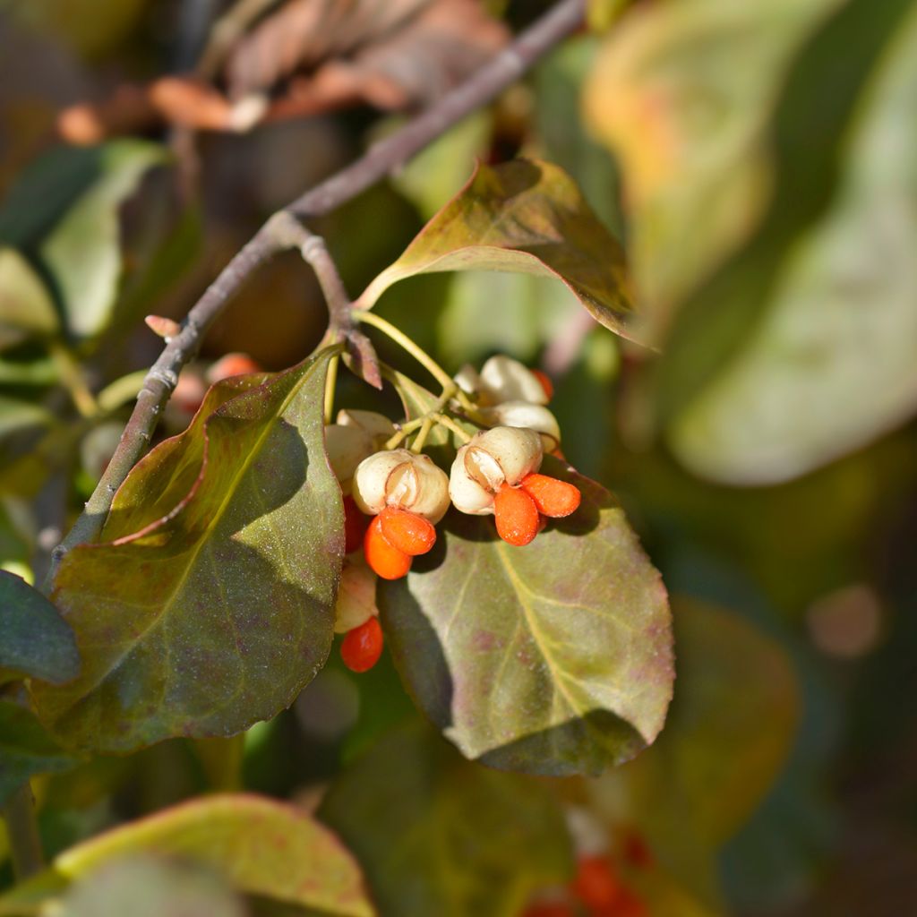 Pfaffenhütchen Albus - Euonymus europaeus