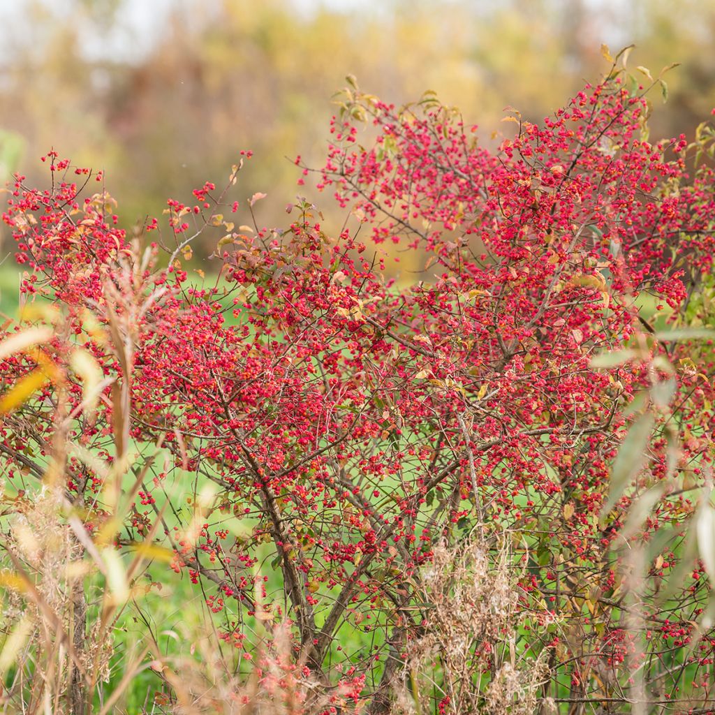 Euonymus europaeus - Pfaffenhütchen