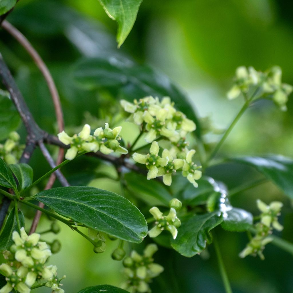 Euonymus europaeus - Pfaffenhütchen