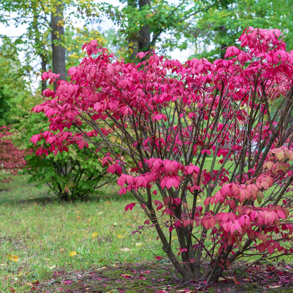 Euonymus europaeus - Pfaffenhütchen