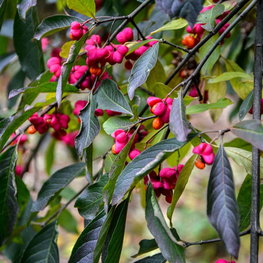 Pfaffenhütchen Red Cascade - Euonymus europaeus