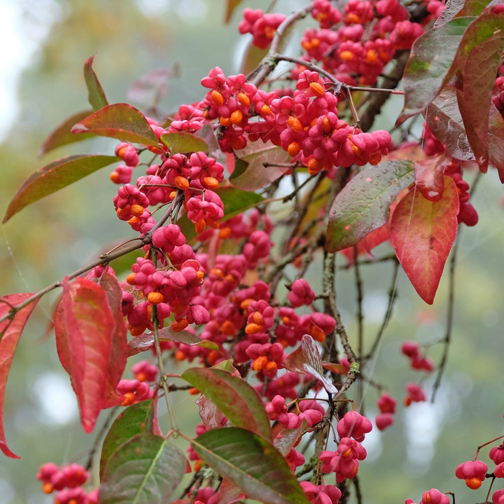 Pfaffenhütchen Red Cascade - Euonymus europaeus