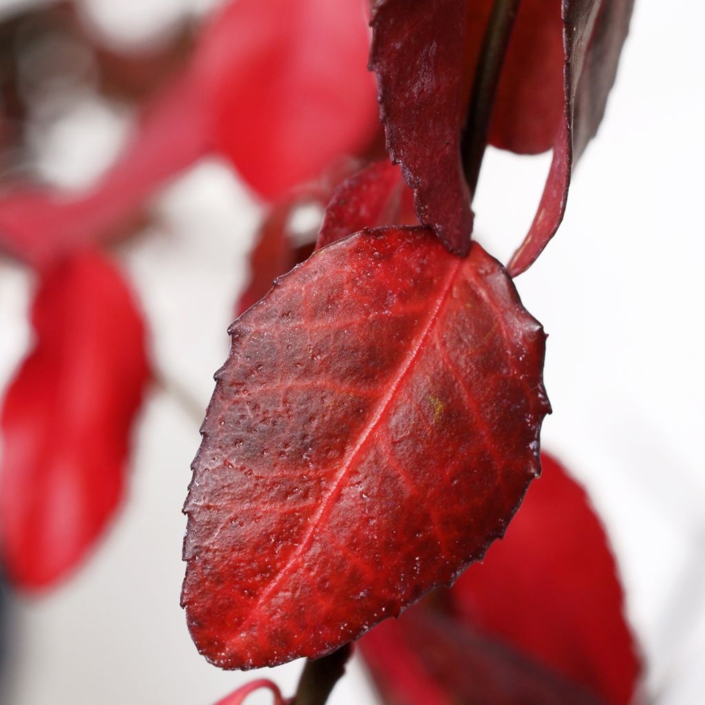Spindelstrauch Coloratus - Euonymus fortunei