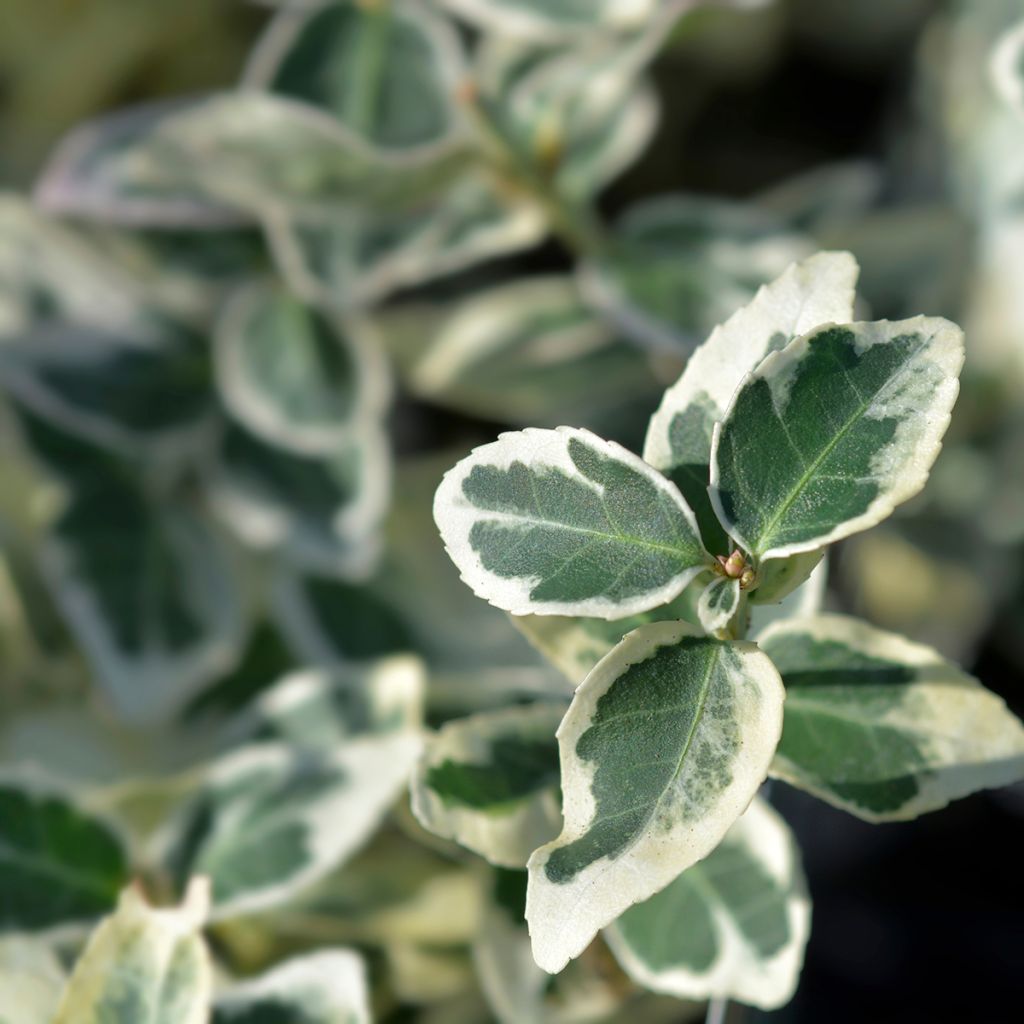 Spindelstrauch Dan's Delight - Euonymus fortunei