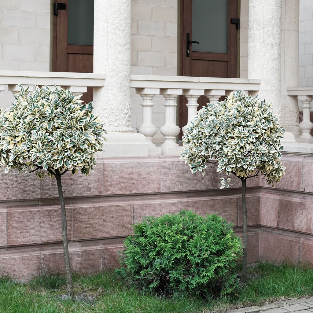 Spindelstrauch Emerald Gaiety - Euonymus fortunei