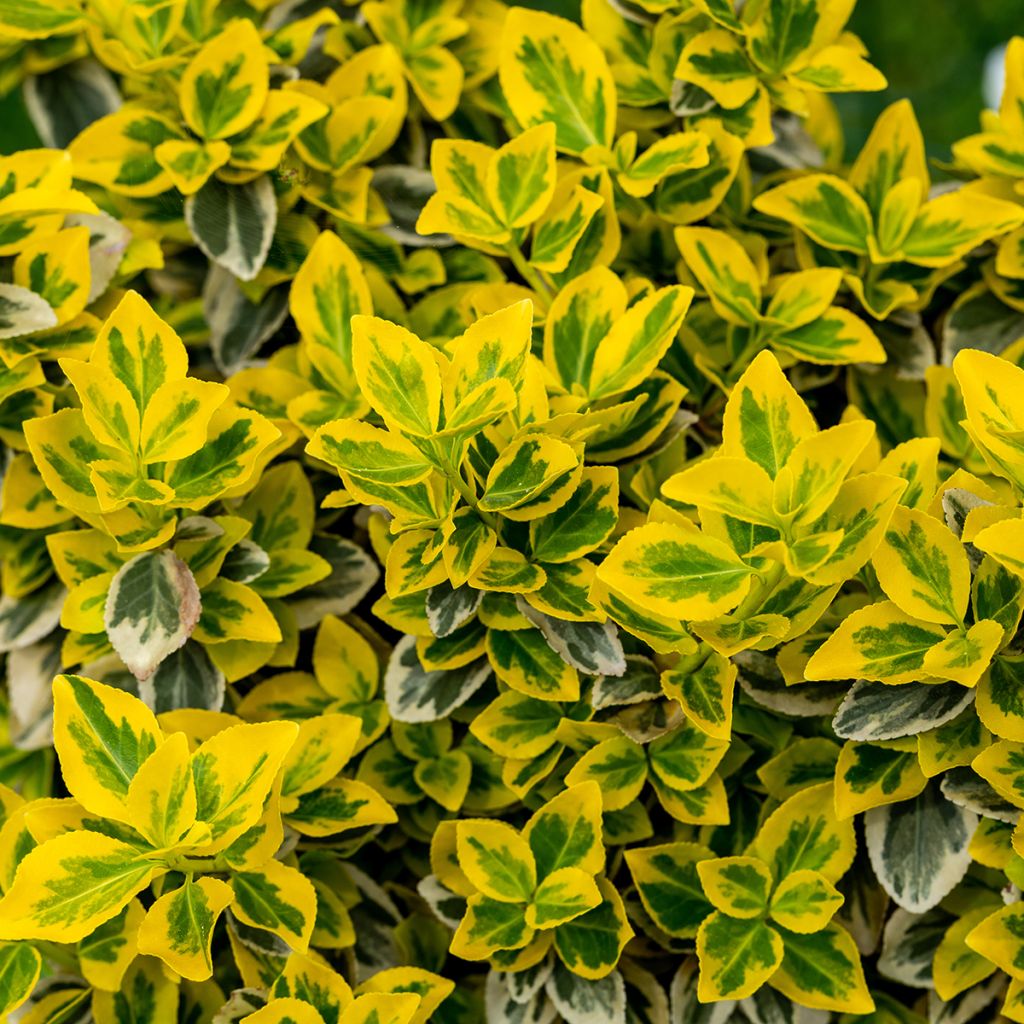 Spindelstrauch Emerald 'n gold - Euonymus fortunei