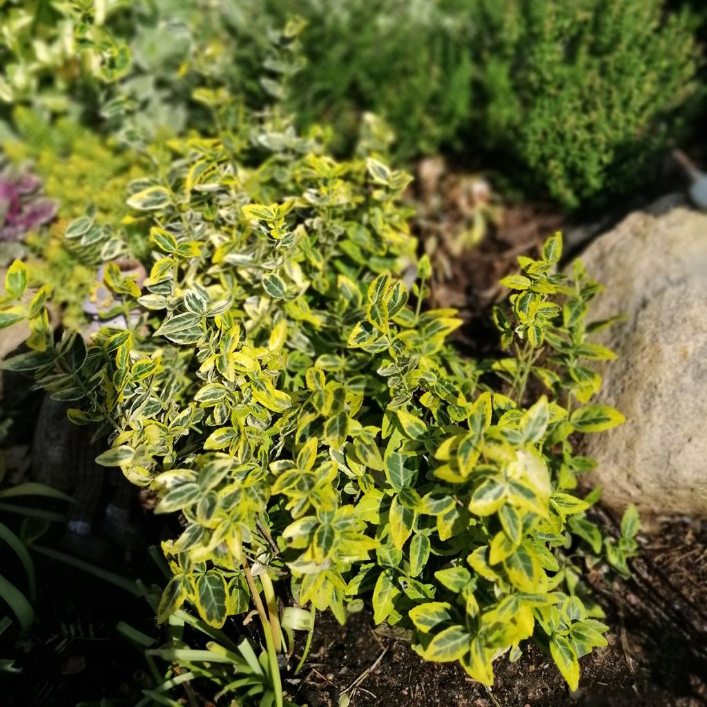 Spindelstrauch Emerald 'n gold - Euonymus fortunei