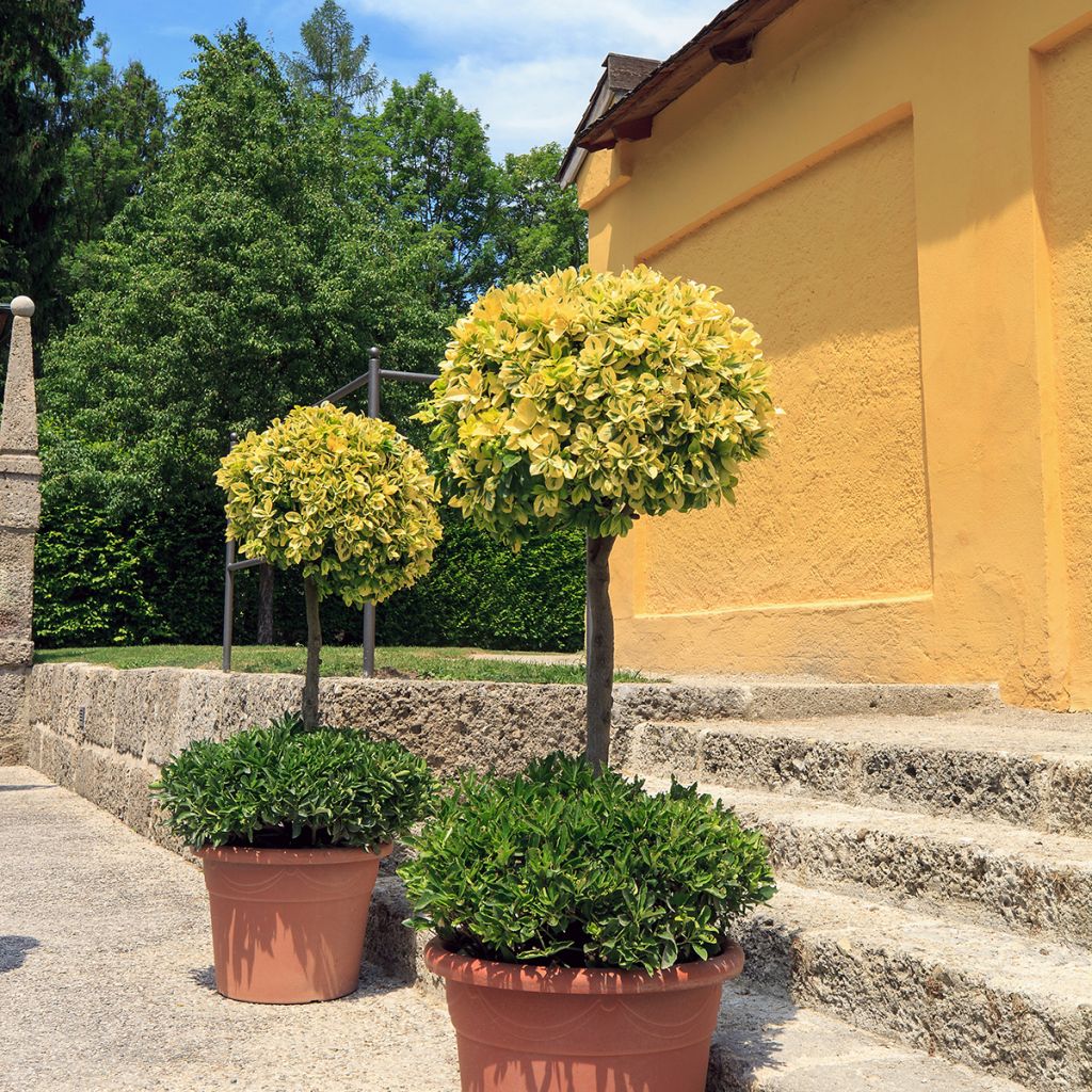 Spindelstrauch Emerald 'n gold - Euonymus fortunei