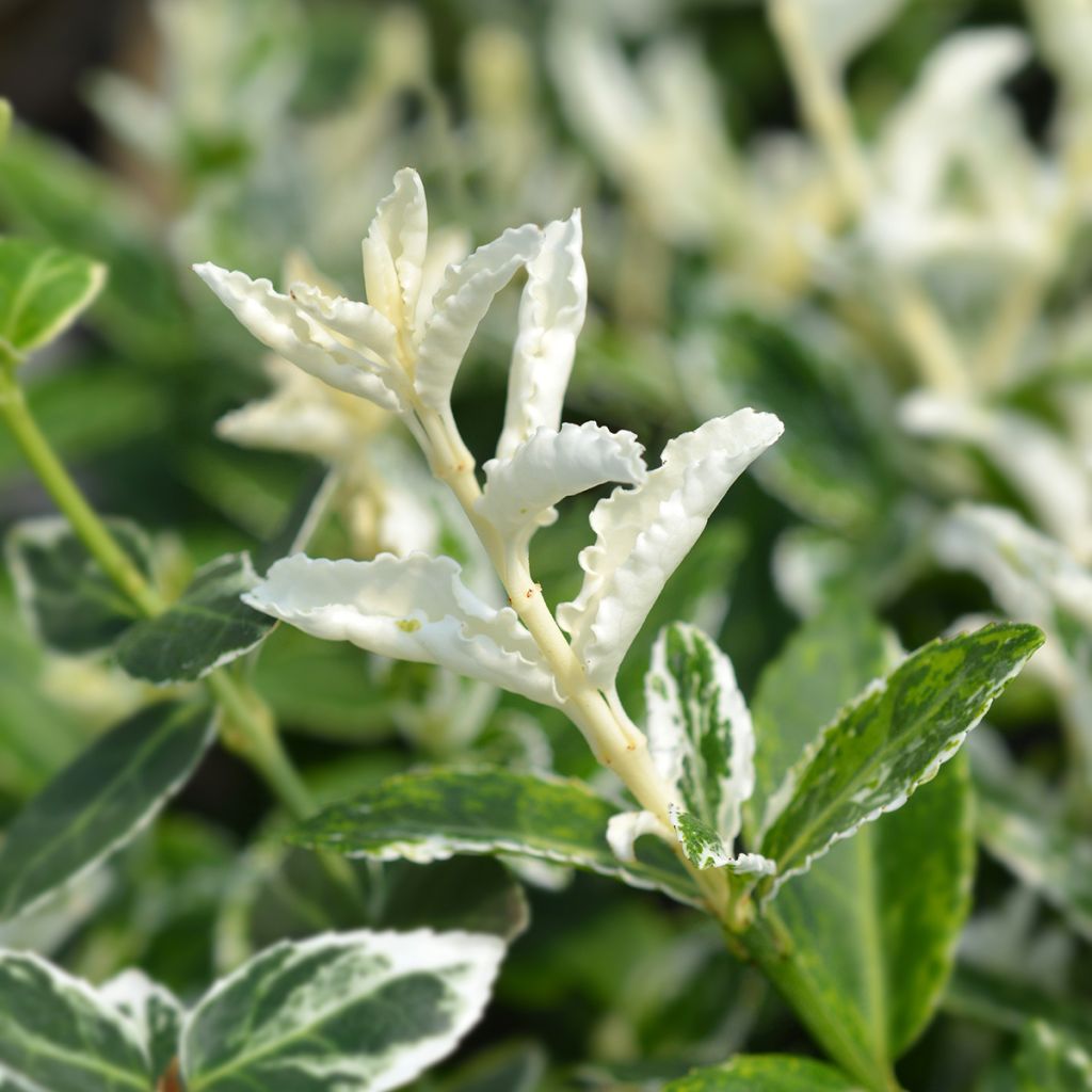 Spindelstrauch Harlequin - Euonymus fortunei