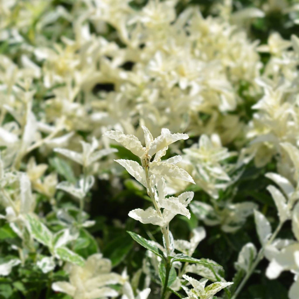 Spindelstrauch Harlequin - Euonymus fortunei