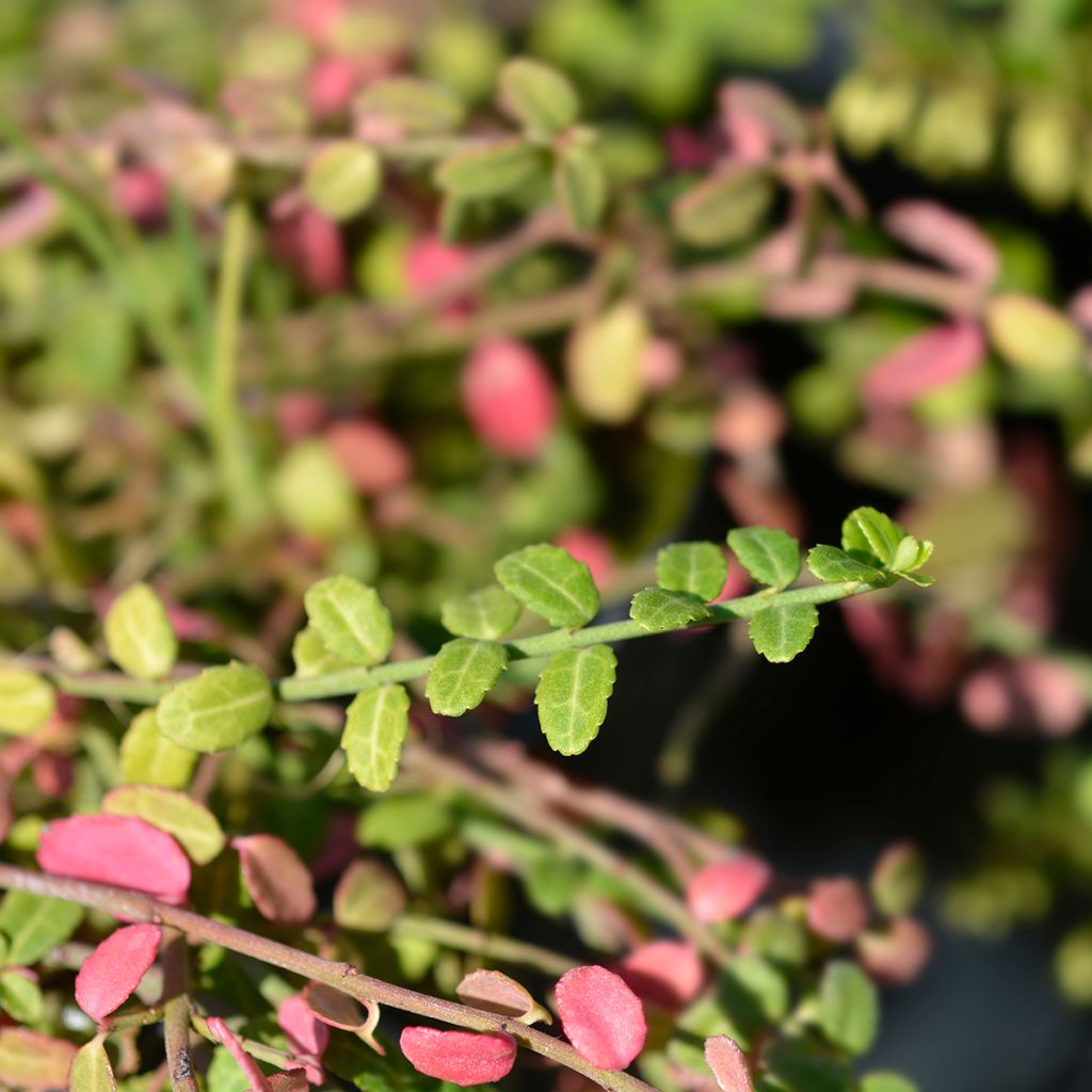 Spindelstrauch Minimus - Euonymus fortunei