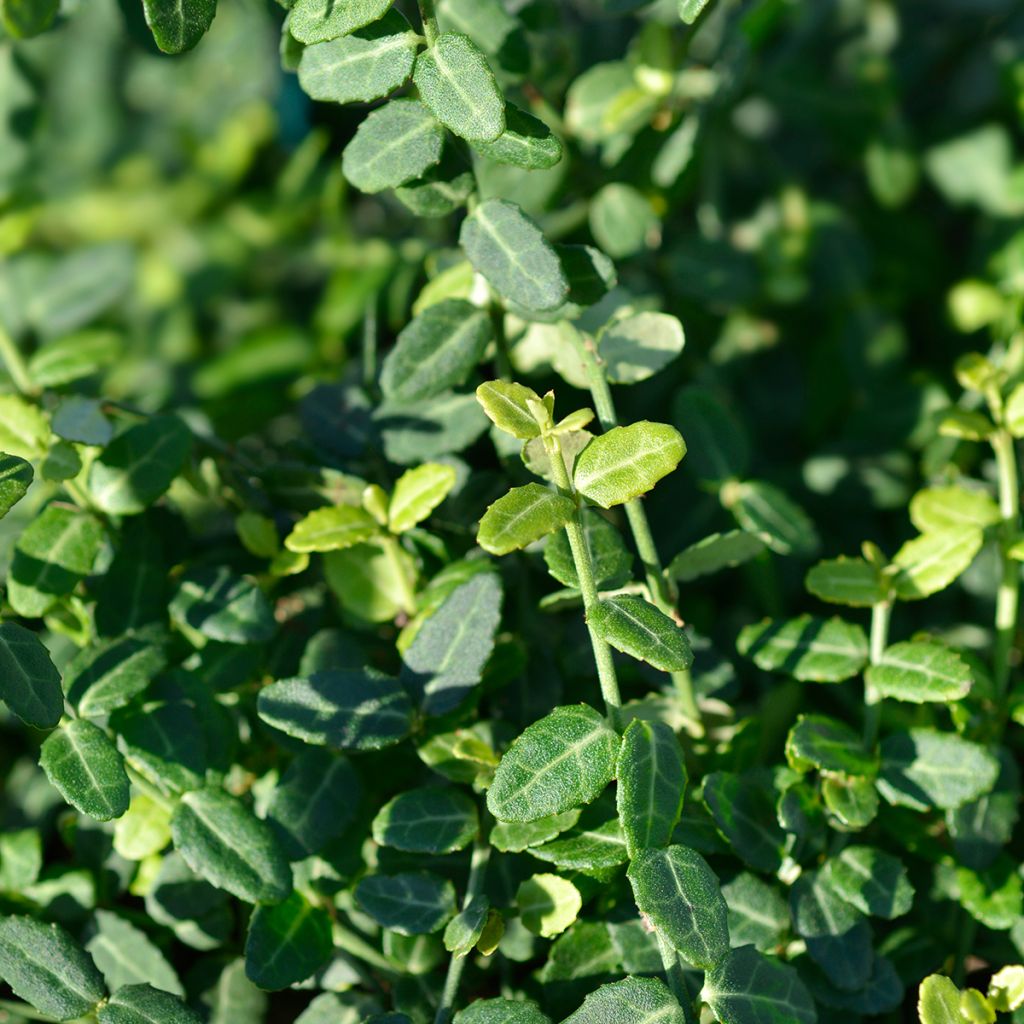 Spindelstrauch Minimus - Euonymus fortunei