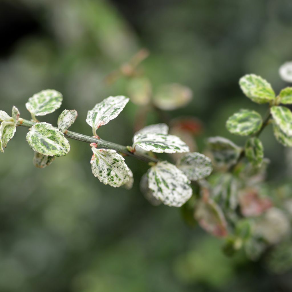 Spindelstrauch Silverstone - Euonymus fortunei