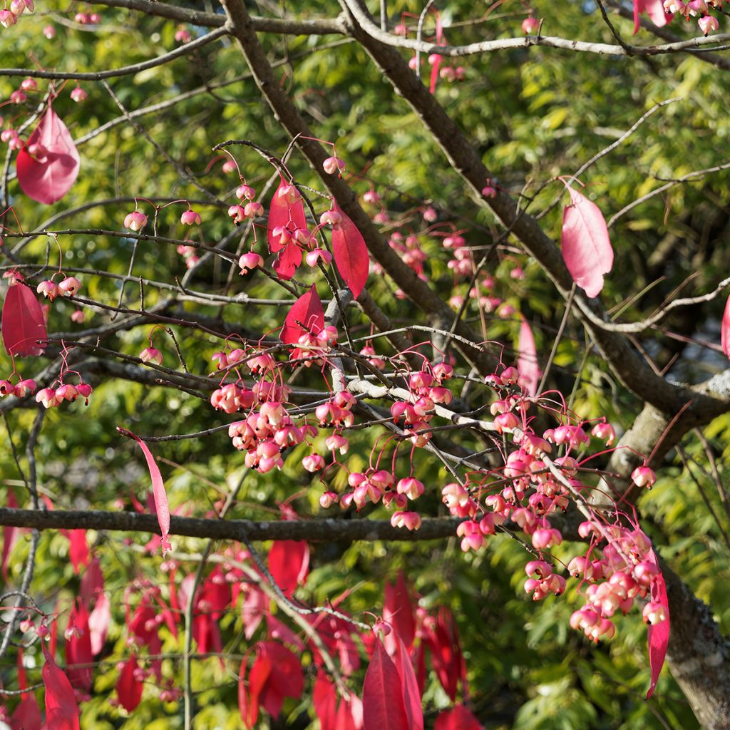 Japanischer Spindelstrauch Red Wine - Euonymus grandiflorus