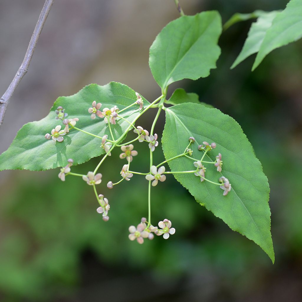 Euonymus maackii - Pfaffenhütchen