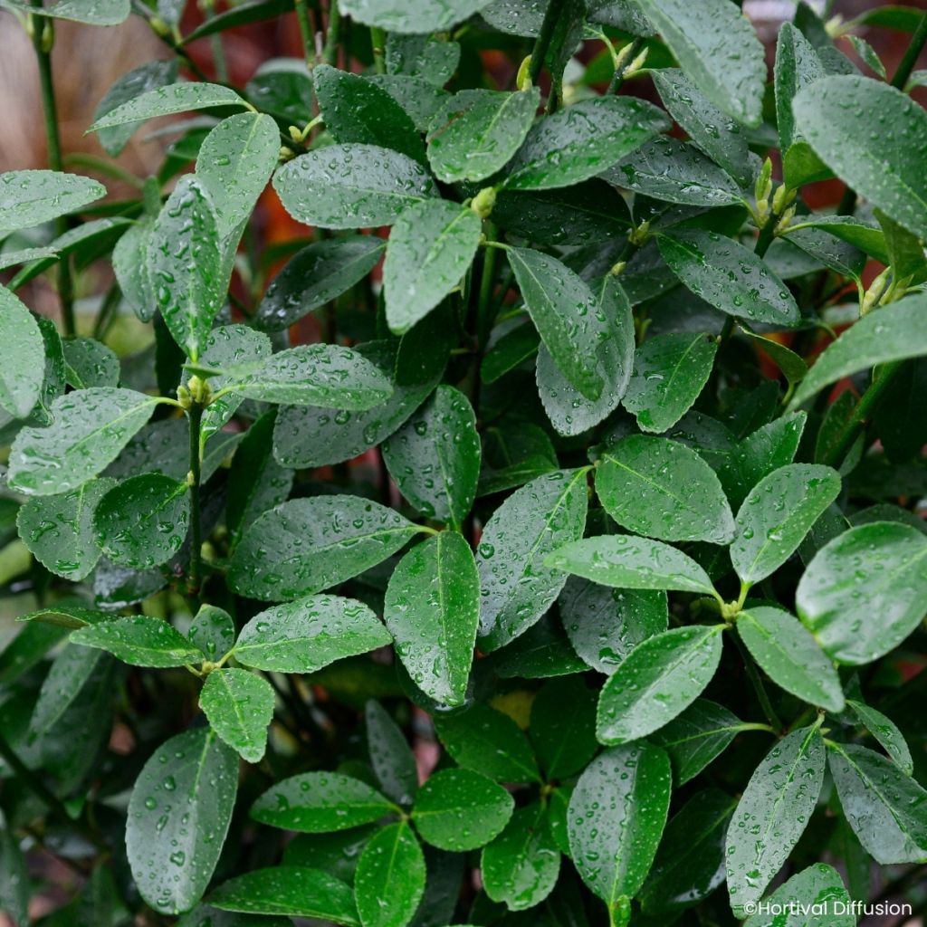 Japanischer Spindelstrauch Green Millenium - Euonymus japonicus