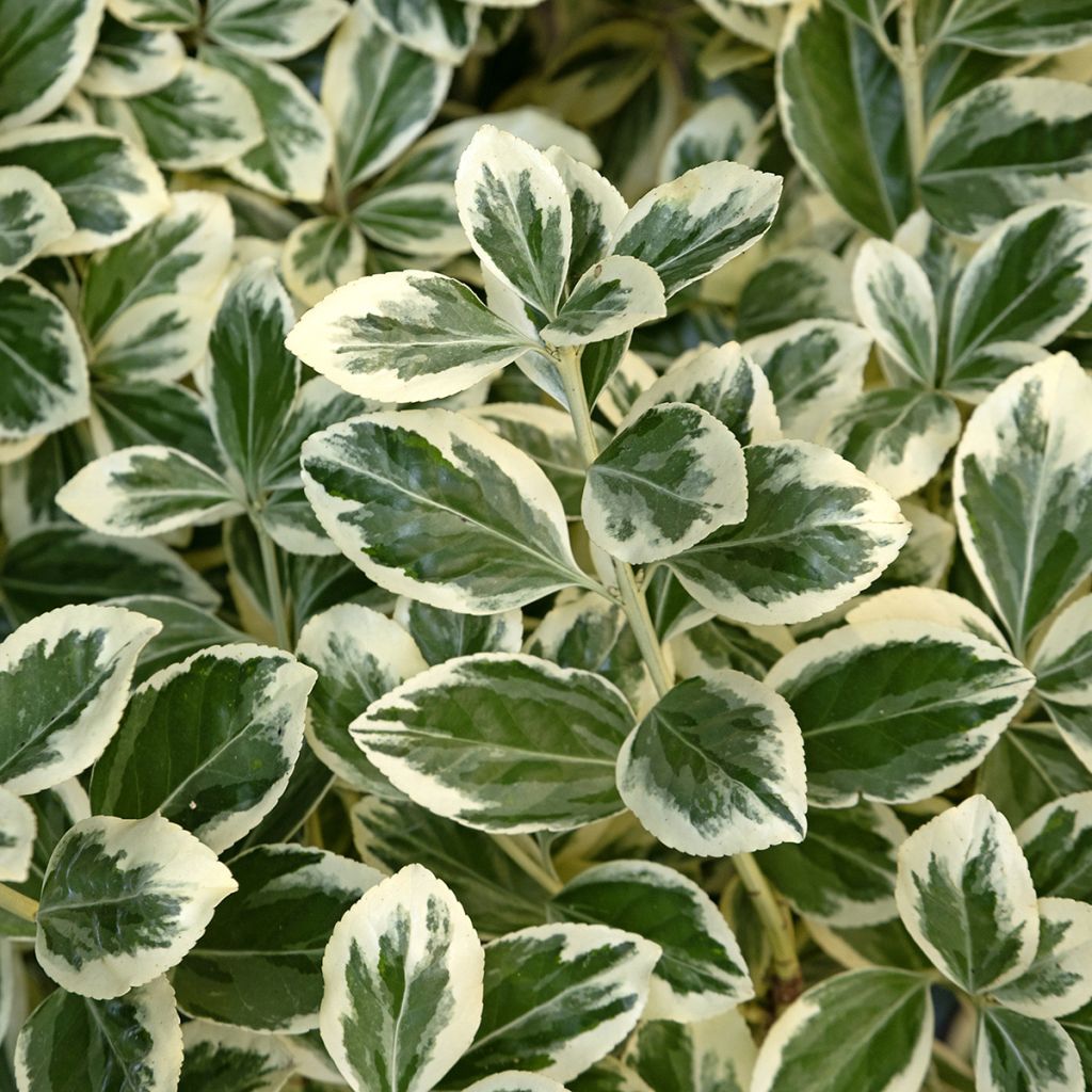 Japanischer Spindelstrauch Kathy - Euonymus japonicus